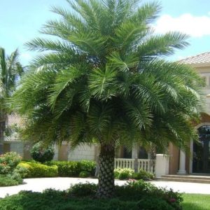 Palms (Washingtonia, Date Palm)